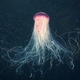 Illustration for article titled These jellyfish photos are some of the most gorgeous underwater images weve seen in ages